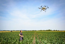 Trichogramma-Ausbringung via Drohne wird vermehrt genutzt