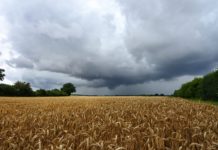 Regnerisches Wetter behindert Getreideernte in Deutschland