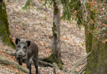 Afrikanische Schweinepest – Tschechische Region ruft Krisenlage aus