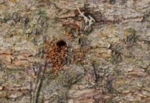 Rupprechter: Borkenkäferbekämpfung ausgeweitet