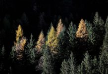 Waldgipfel Schutz.Wald.Klima