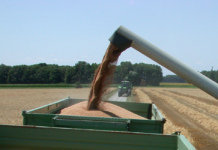 Getreideernte 2017 bringt große Herausforderungen für heimische Mühlenindustrie