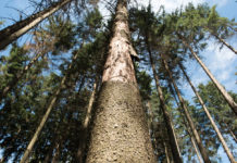 Heimische Forstwirtschaft trotzt dem Borkenkäfer