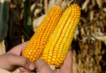 EU-Debatte über moderne Züchtungsmethoden