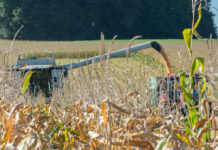 Coceral geht von mäßiger EU-Maisernte 2017 aus