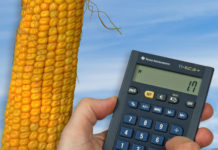 Maismarkt: Europäische Bilanz eng, weltweit jedoch reichlich vorhanden