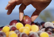 Zwetschke – wild & artenreich