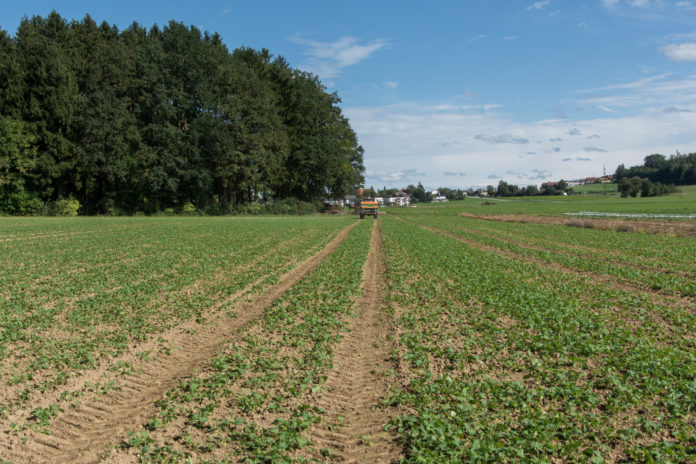 Raps Herbstduengung