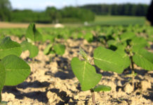 Rupprechter: Österreich erteilt EK-Vorschlag für Glyphosat-Zulassung Abfuhr