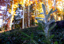 Landwirtschaftsministerium sieht noch keine nachhaltigen Verbesserungen bei Wildschäden