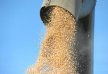 Getreide: Heimischer Kassamarktpreis mit deutlichem Abstand zu Euronext Paris