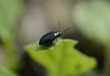 Pflanzenschutz Raps – Herbstschädlinge sind bereits aktiv