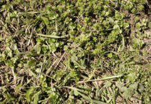 Junge Saat stärkt Ertrag und Wiesennarbe