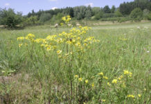 Grünland – Maßnahmen gegen Engerlinge und Jakobskreuzkraut