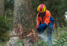 Größte Vorsicht bei Waldarbeiten geboten