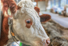 ZAR: Österreichische Zuchtrinder im Ausland weiterhin gefragt