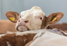 Neue FAO-Studie: Tiere sind keine Nahrungsmittelkonkurrenz für Menschen