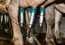 Österreichischer Erzeugermilchpreis legte im August leicht zu