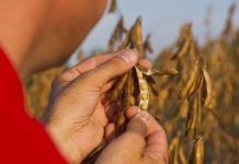 SPÖ, FPÖ und Grüne gegen Glyphosat-Zulassung