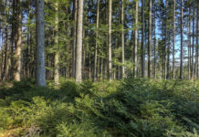 UN-Organisation meldet Rekordanstieg bei Treibhausgasen