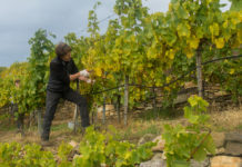 OIV: Weltweite Weinernte 2017 auf niedrigstem Stand der letzten Jahrzehnte