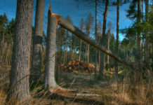 Geringe Schäden im Wald durch Sturm Herwart