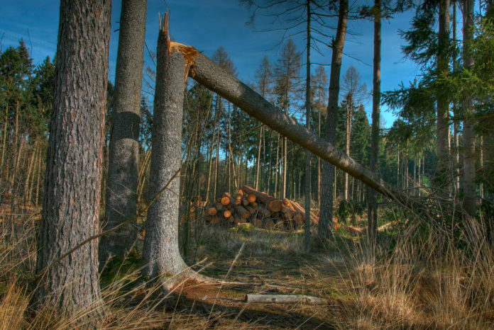 Windschaden