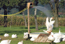 Die Weidegans hat Potenzial