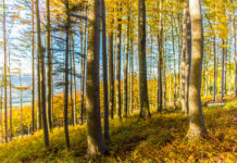 Holz ist und bleibt bei uns die sicherste Wärmequelle