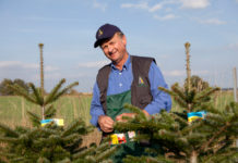 Christbäume haben extreme Trockenheit im Sommer gut überstanden, Vorbereitungen sind im Laufen