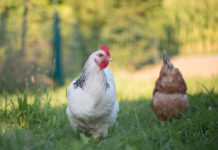 EU: Mehrheit der EU-Staaten stimmt für Bioverordnung, Österreich dagegen