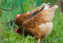 Vogelgrippe: EU-Kommission lockert Kennzeichnungsregeln bei Freilandeiern