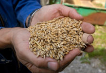 Schultes: Österreichisches Getreide ist frei von Glyphosat