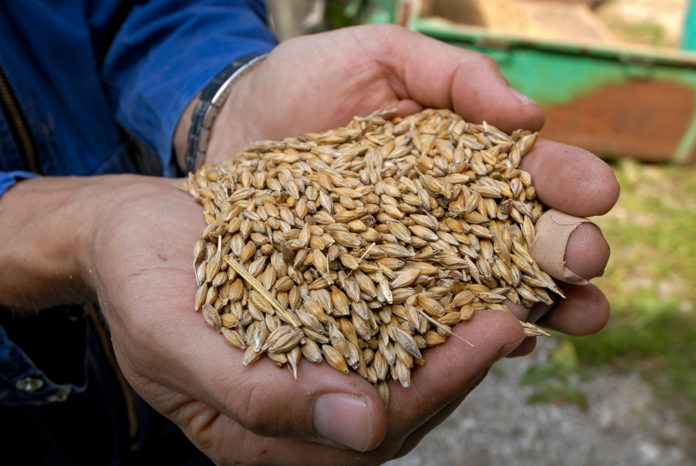 Gerste Ablieferung 6 ID44604