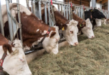 EU-Agrarproduktion 2016 um 2,8 Prozent gesunken – Steigerung in Österreich um 0,5 Prozent