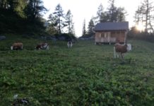 Bewirtschaftete Almen könnten negative Klimafaktoren abmildern