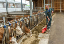 Heimischer Rinderbestand im September konstant gegenüber Vergleichsmonat 2016