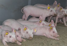 Erdwärmetauscher schützt Nutztiere im Stall vor Klimawandel am besten