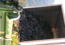 ÖWM: Heimischer Weinjahrgang 2017 fällt sehr gut und reichlich aus