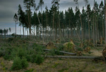Borkenkäferbefall und Sturmschäden: Angespannte Lage am Holzmarkt