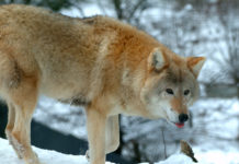 EU-Parlament: Wolfsmanagement soll lokal geregelt werden