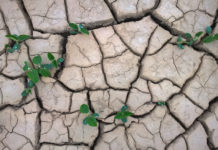 Trockenheit, Borkenkäfer, Frost & Stürme machten 2017 den Landwirten in Österreich besonders zu schaffen