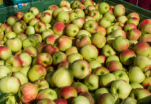 Österreich: Apfellagerstand auf unterdurchschnittlichem Niveau