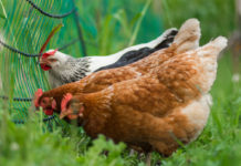 LKÖ-Bioausschuss auch im kommenden Jahr auf europäischer Ebene gefordert