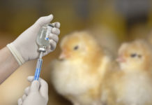 QGV-Antibiotikabericht 2017 zeigt: Einsatz weiter rückläufig