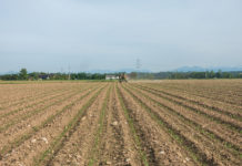 Strasser: Machbarkeitsstudie und Aktionsplan zum Ausstieg von Glyphosat erarbeiten