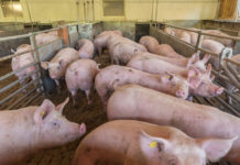 EU-Schweineproduktion dürfte in den kommenden Jahren nur leicht zulegen