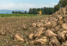 EU-Zuckerproduktion könnte bis 2030 um zwölf Prozent steigen