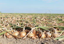 Gemüseernte wegen Trockenheit und Hitze leicht unterdurchschnittlich