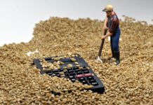 Ohne Extremwetterereignisse gibt es bei Weizen und Raps wenig Optimismus